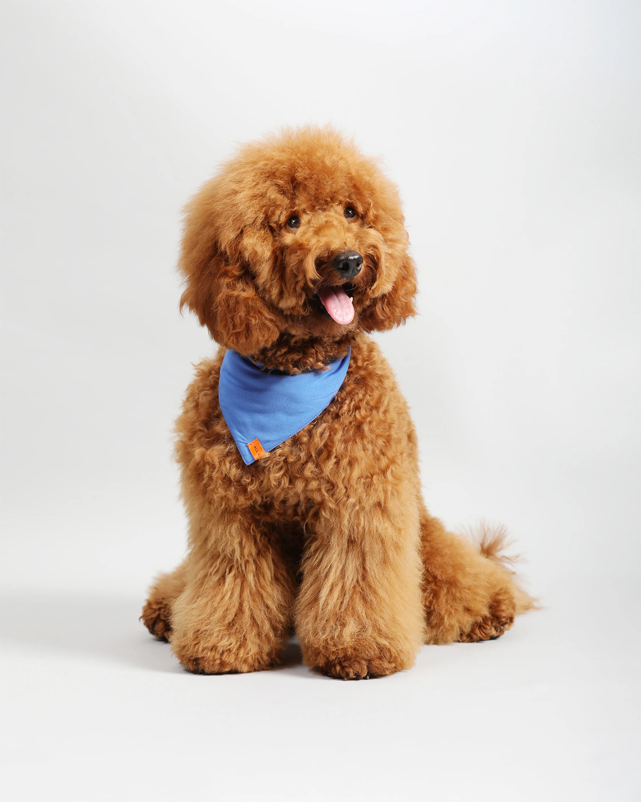 Pawkerchiefs - Image 12
