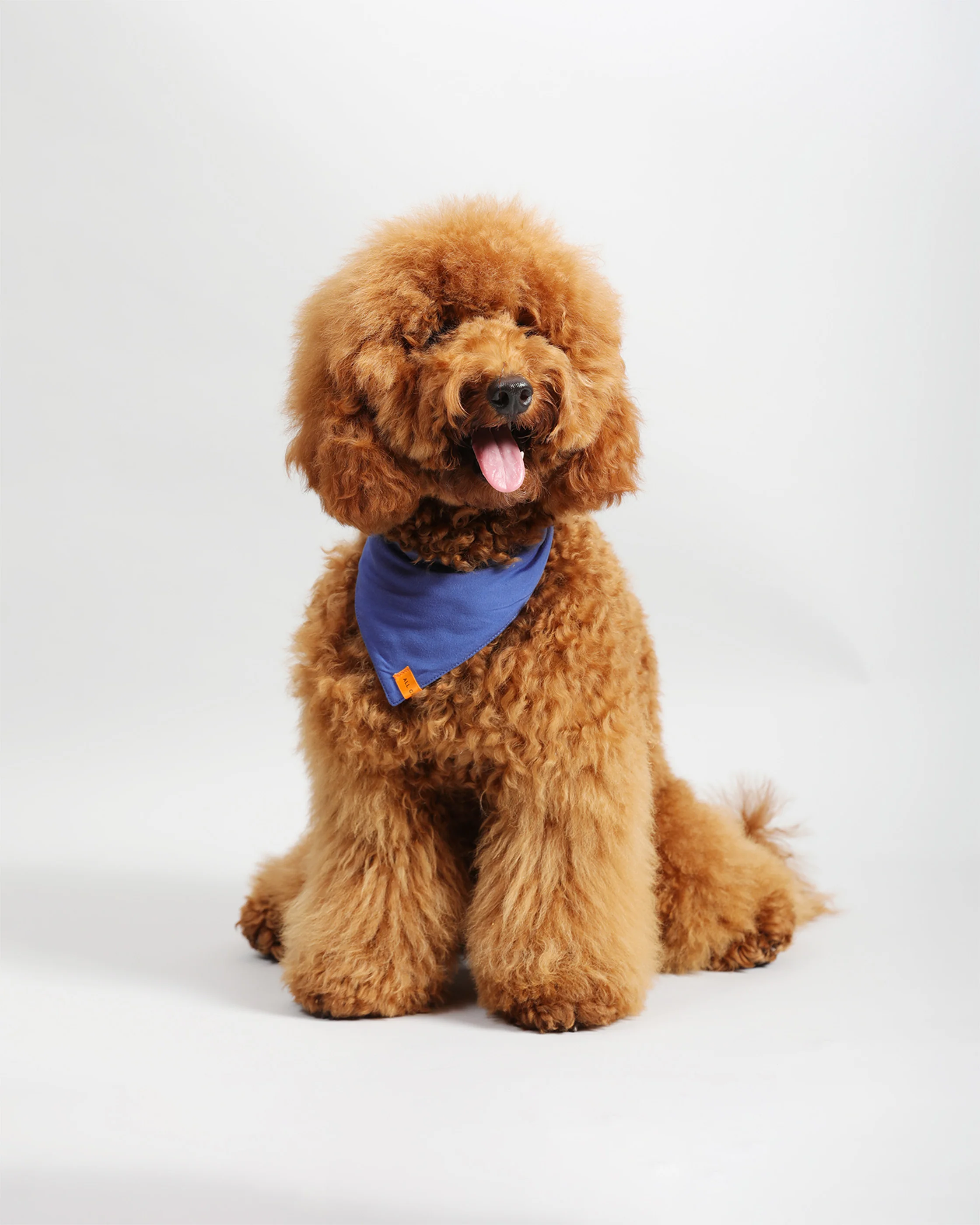 Pawkerchiefs - Image 5