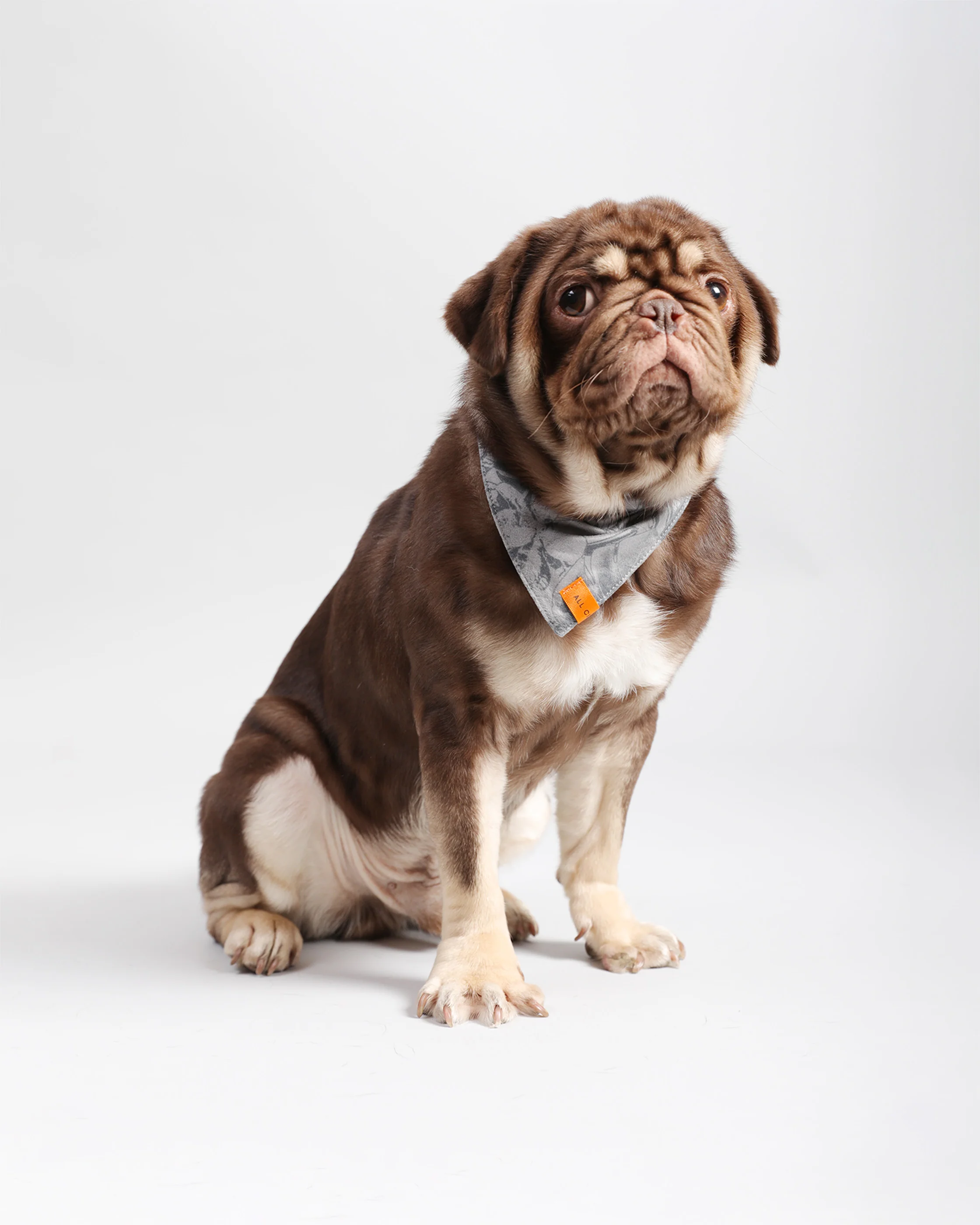 Pawkerchiefs - Image 8